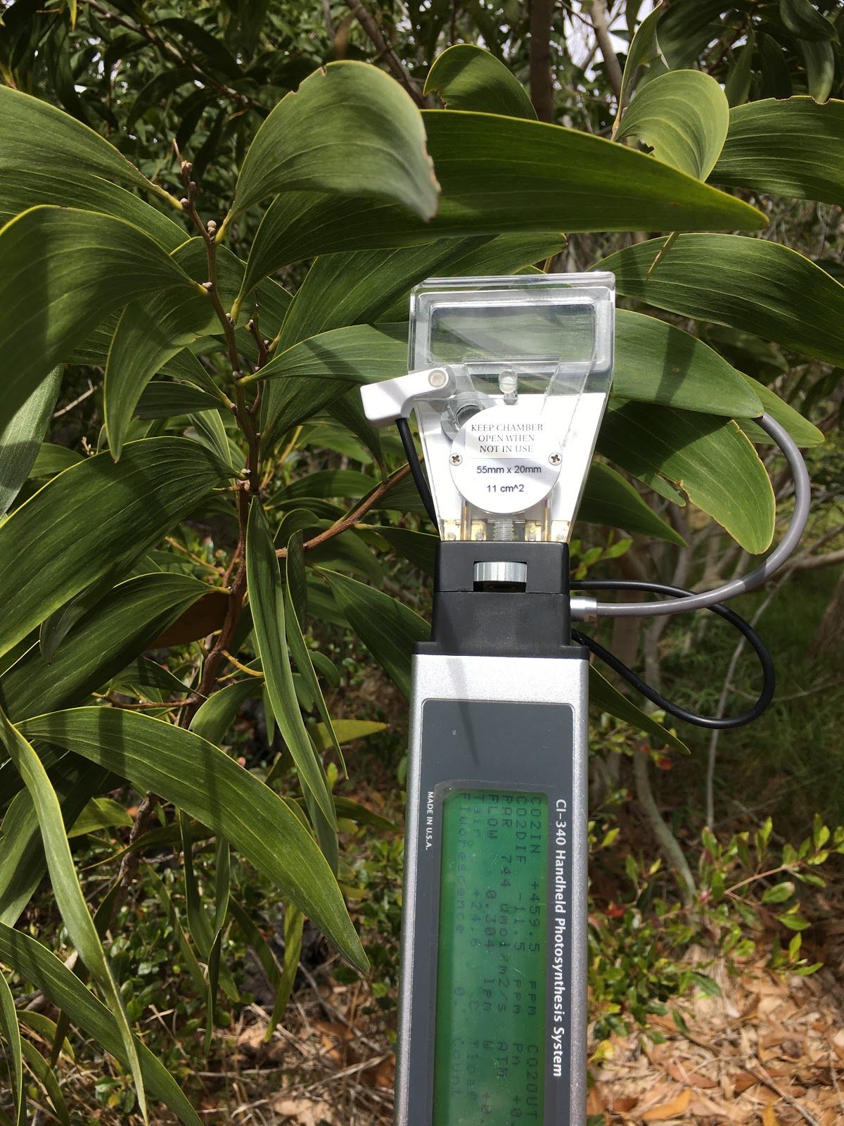 The CID photosynthesis analyzer is used on Koa phyllode to monitor photosynthesis in the leaves and ensure that the Koa plants are healthy.